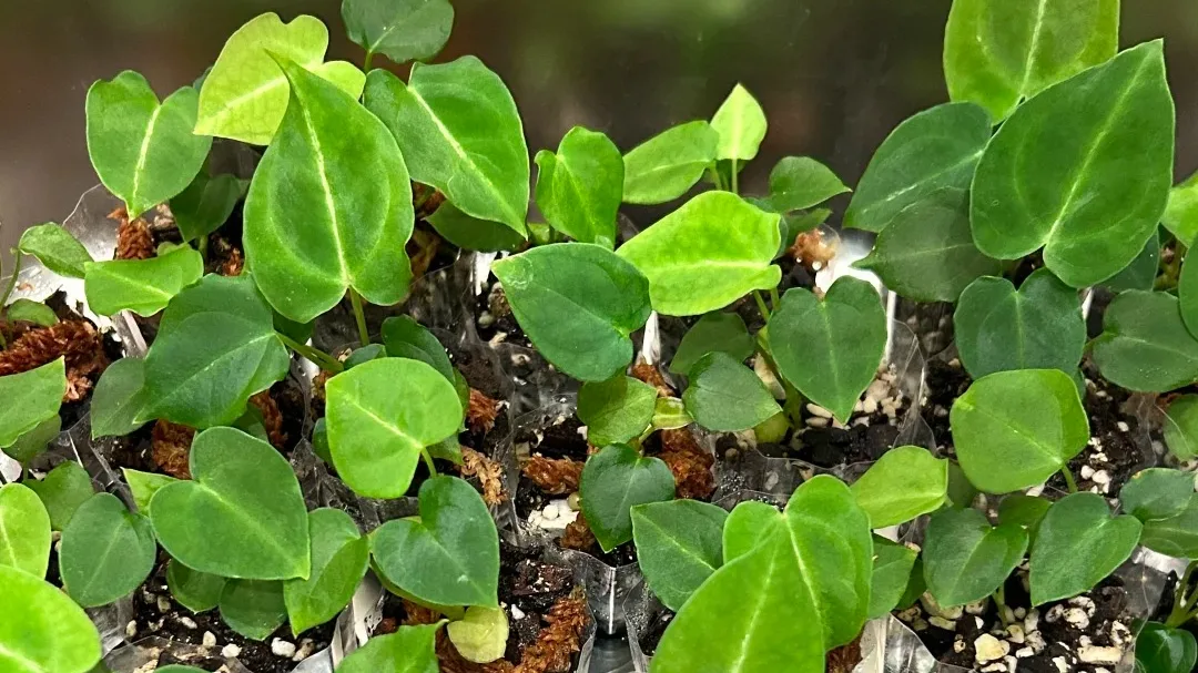 3 Ways to Propagate Anthurium: Which Method Makes Sense for Your Plant?