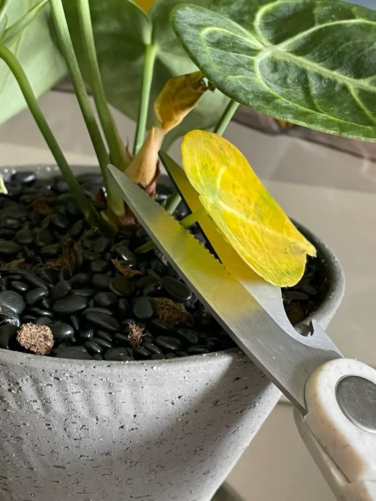 anthurium single yellow leaf normal aging lower leaf turning yellow indoor plant