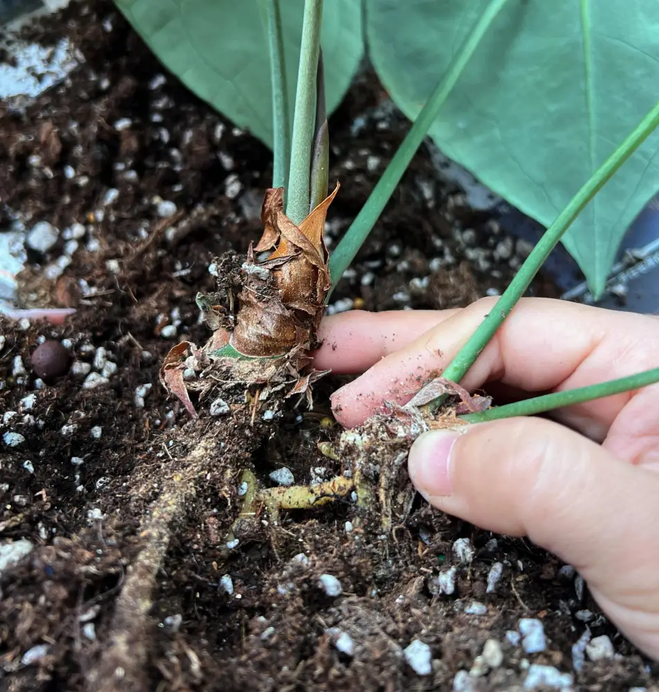 Anthurium in a terracotta pot showing a small basal offshoot near the base of the main plant