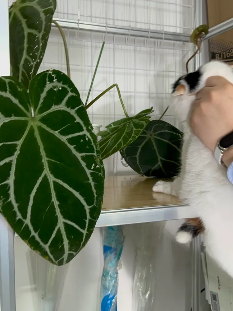 Cat being held near a velvet Anthurium leaf inside a plant shelf setup