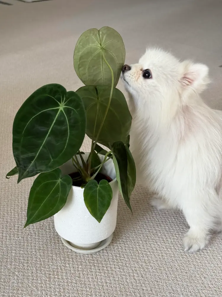 White dog sniffing the leaf of a potted anthurium placed on the floor