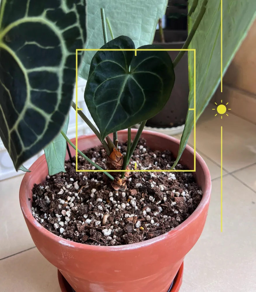 Hand lifting a small Anthurium pup attached near the base of a larger plant to show its separate structure