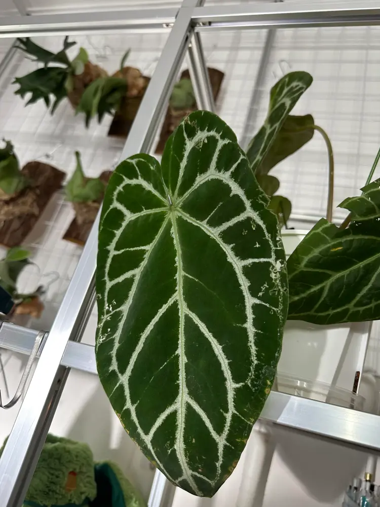 Velvet Anthurium leaf with multiple bite marks and damaged sections along the edges