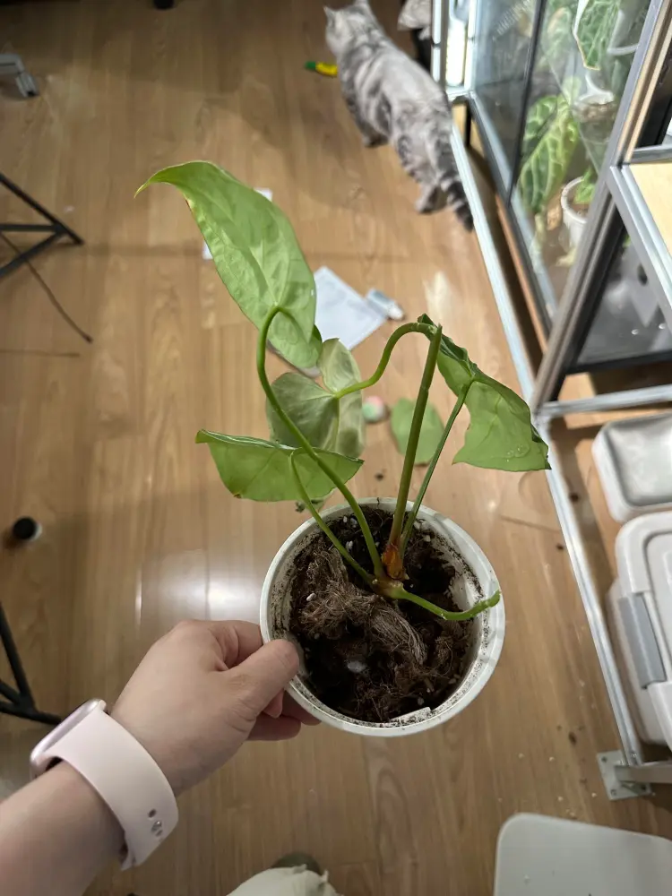 Hand holding a small Anthurium pot with chewed and reduced leaves after damage