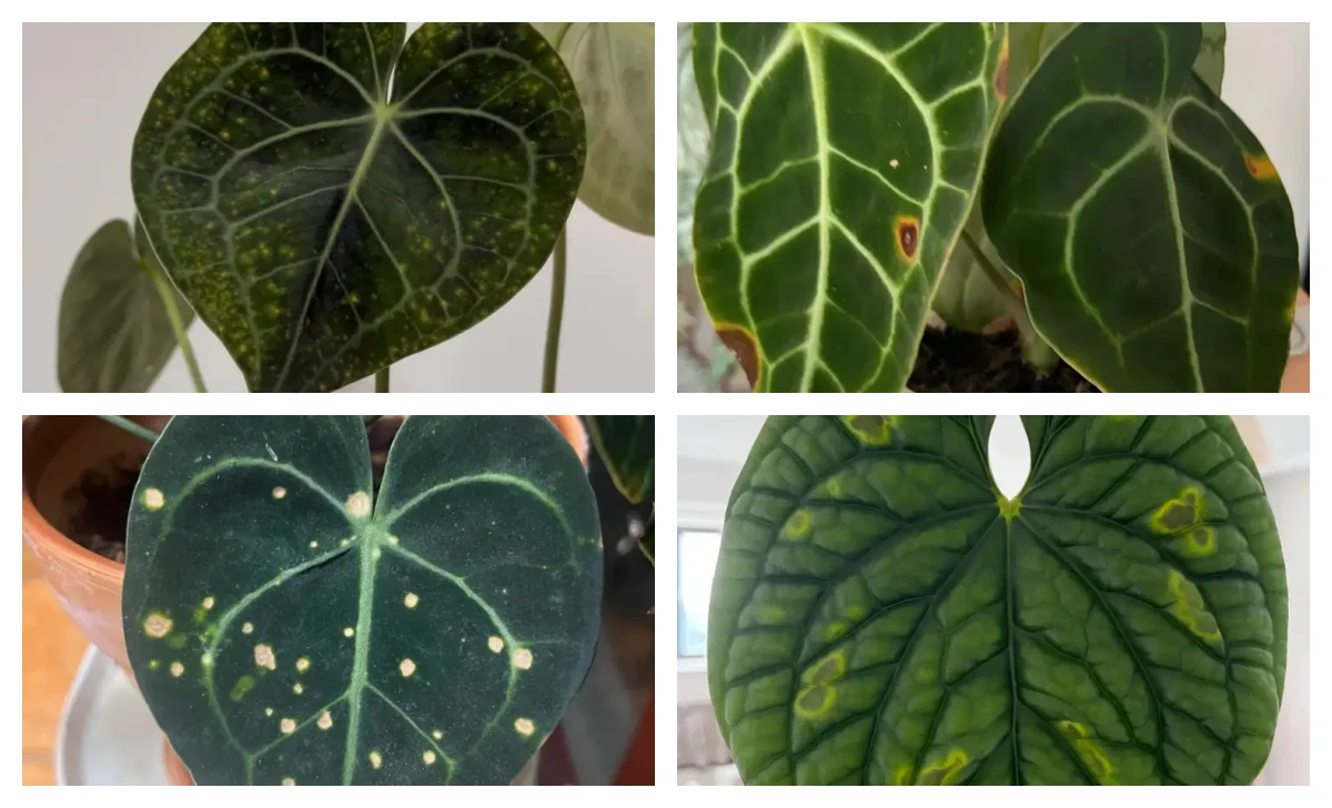 Anthurium Brown and Yellow Spots on Leaves? How I Tell Stress From Something More Serious