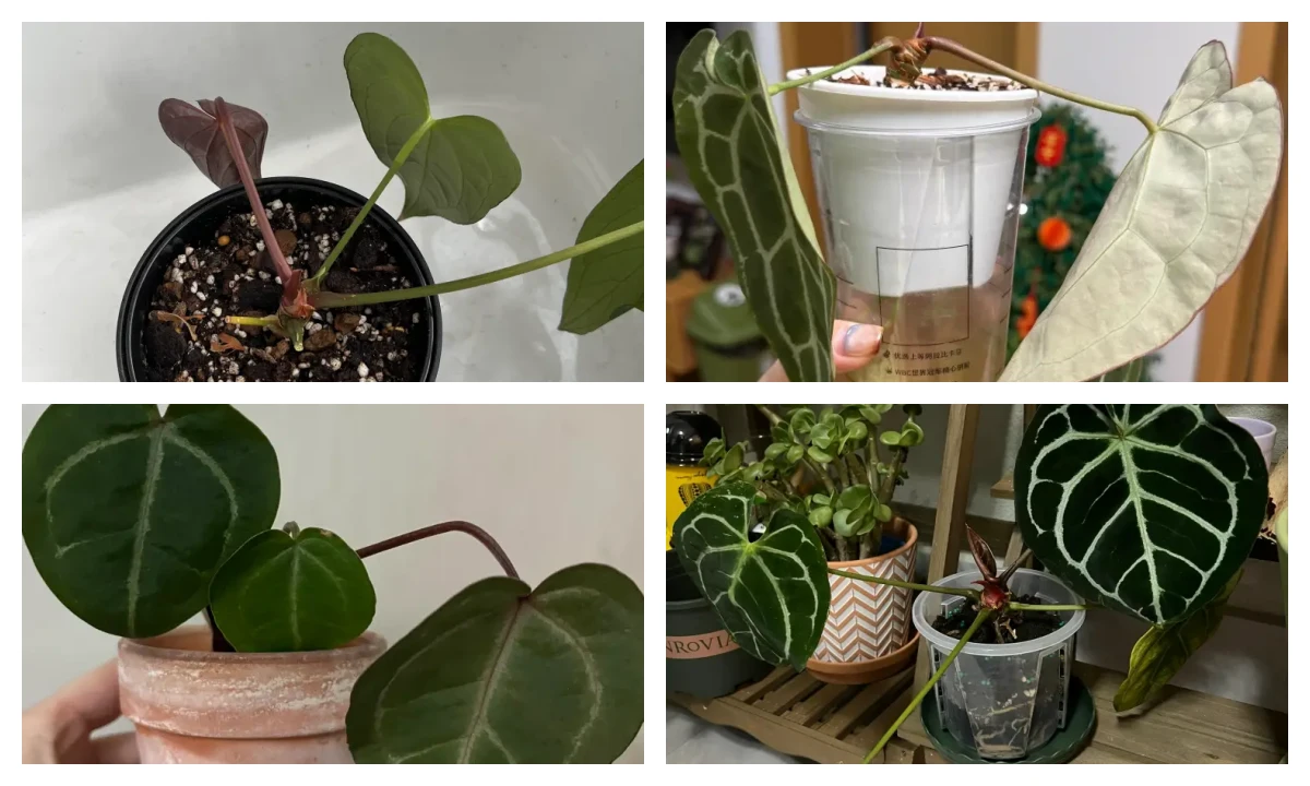 Anthurium Drooping? Why a Limp Plant Does Not Always Mean It Needs Water