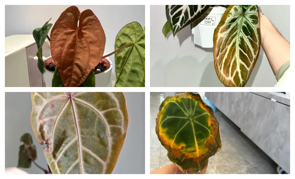 Anthurium Leaves Turning Brown? How to Tell Dry Edges From a Bigger Problem