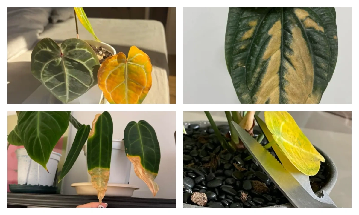 Anthurium Leaves Turning Yellow? How to Tell Normal Aging From a Real Problem