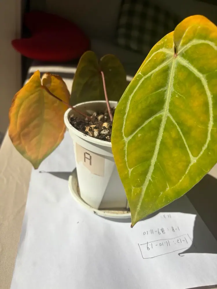 anthurium yellow leaves without root rot weak root activity indoor plant stress