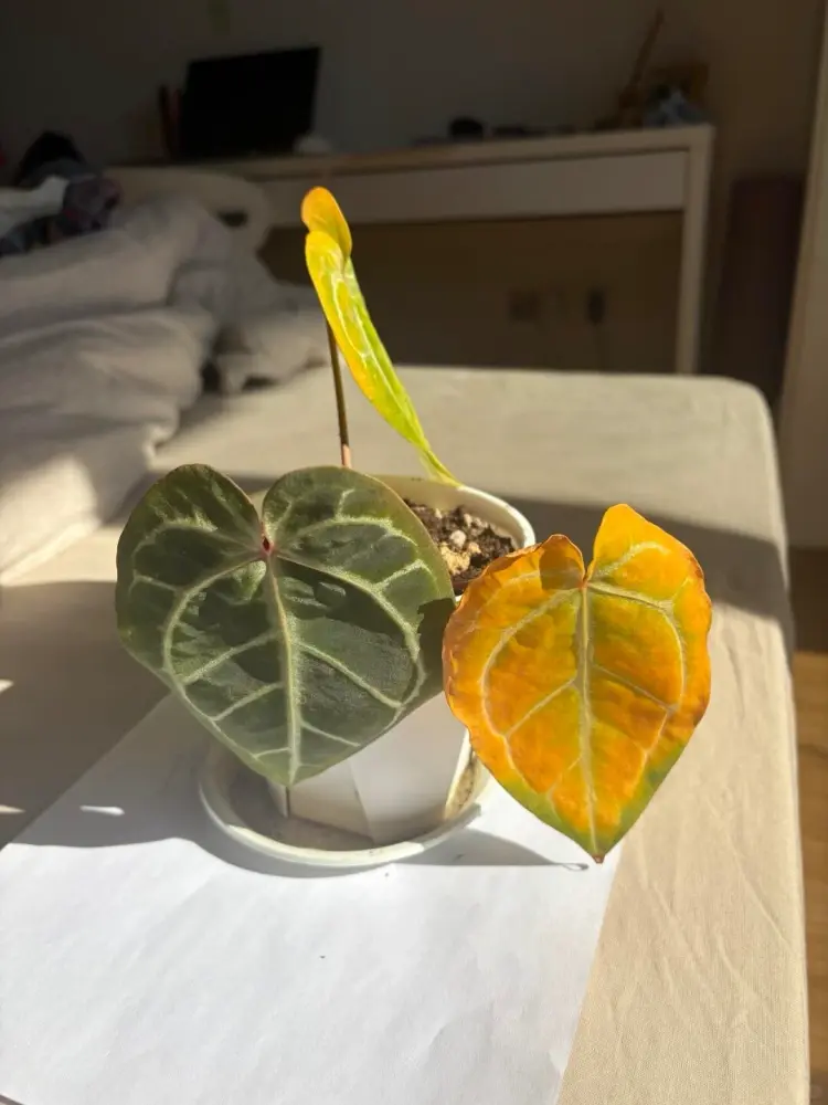 anthurium yellow leaves without root rot weak root activity indoor plant stress