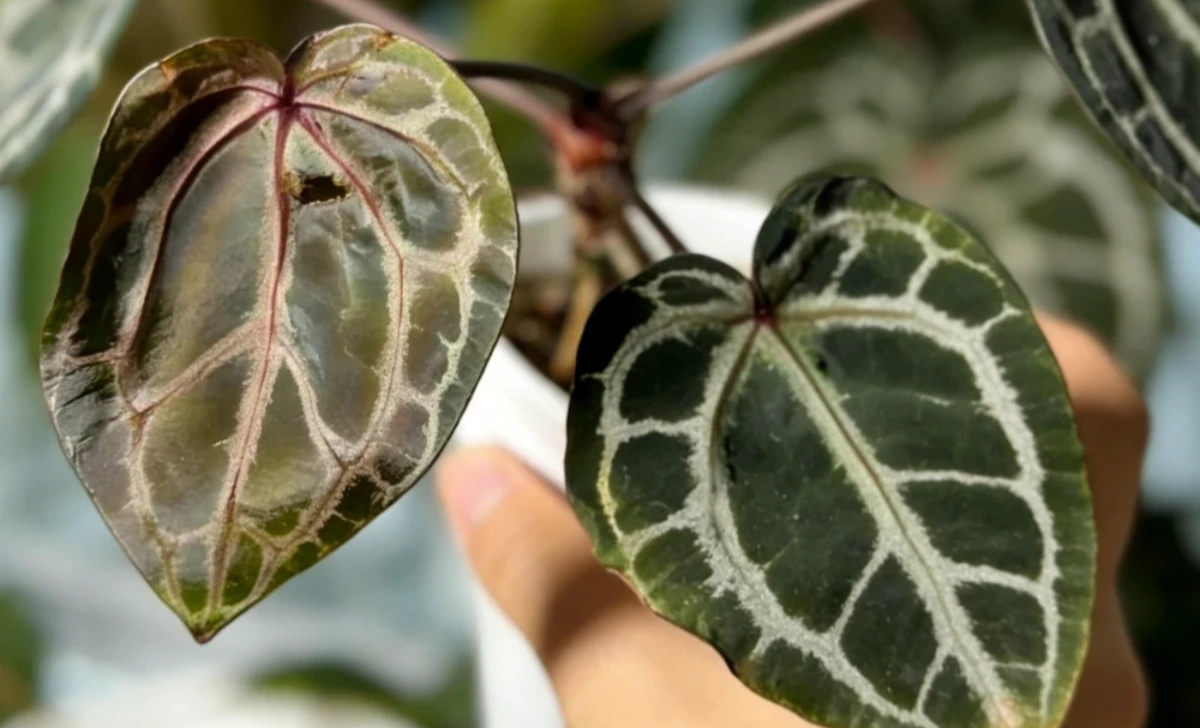 Anthurium Overwatering Signs: How to Tell When the Roots Are Staying Wet Too Long