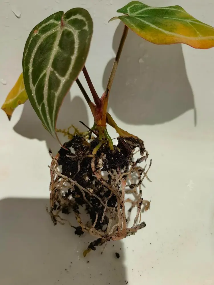 small anthurium root system after removal from dense old potting mix