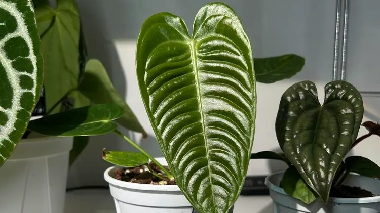 Anthurium Veitchii Care How My King Anthurium Grew From 15 cm to 120 cm