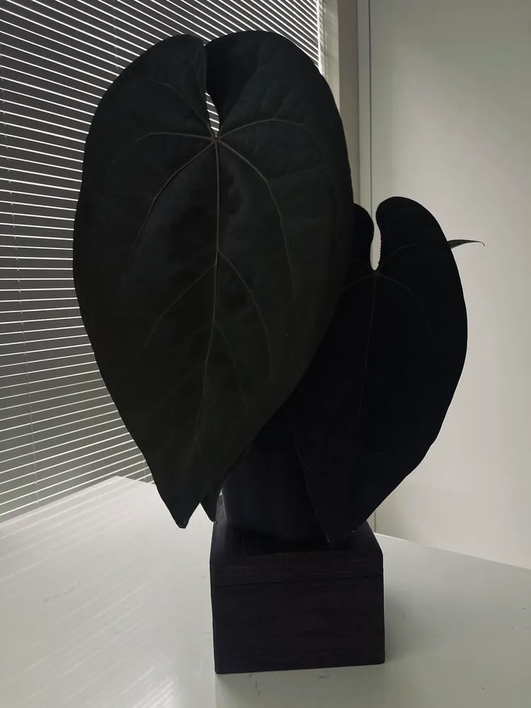 Large Anthurium ace of spades leaves appearing nearly black against a bright indoor background
