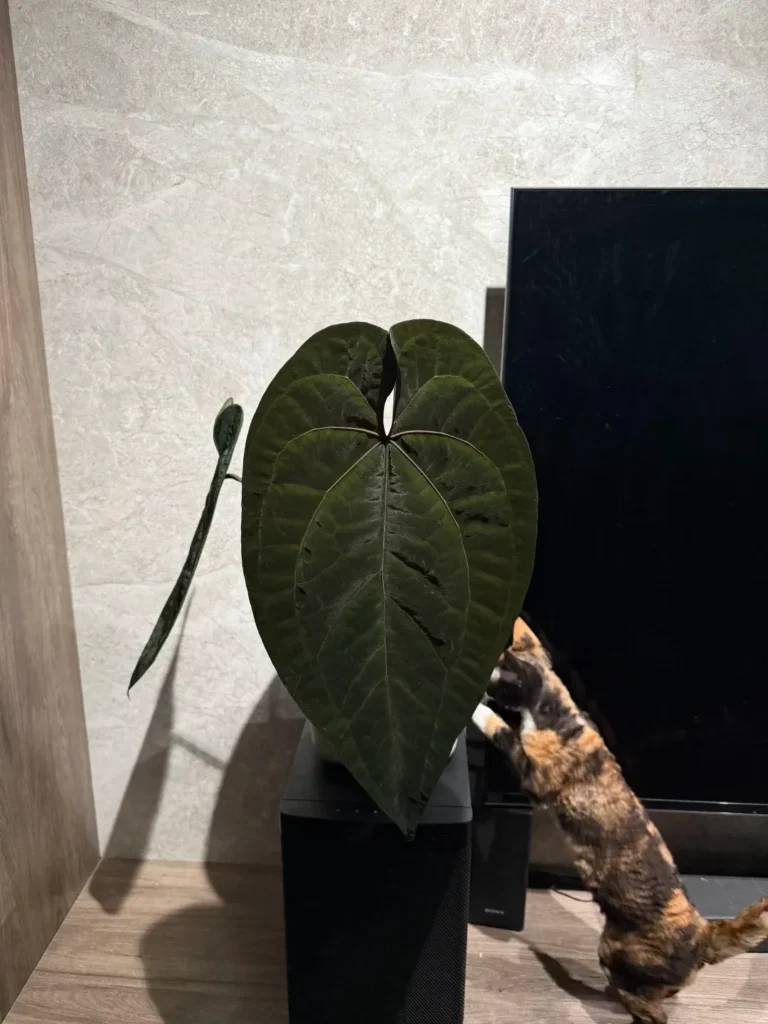 Anthurium ace of spades leaf with a large heart-shaped outline and deep olive-black coloration indoors