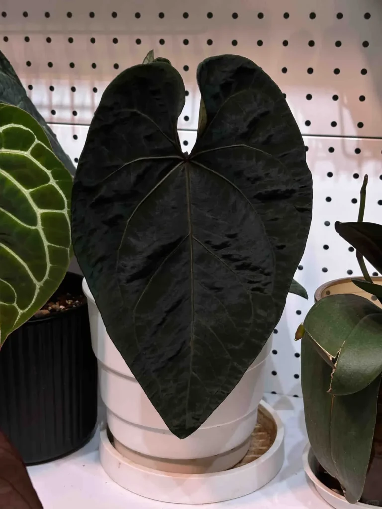Anthurium ace of spades with a dark heart-shaped leaf and near-black surface indoors