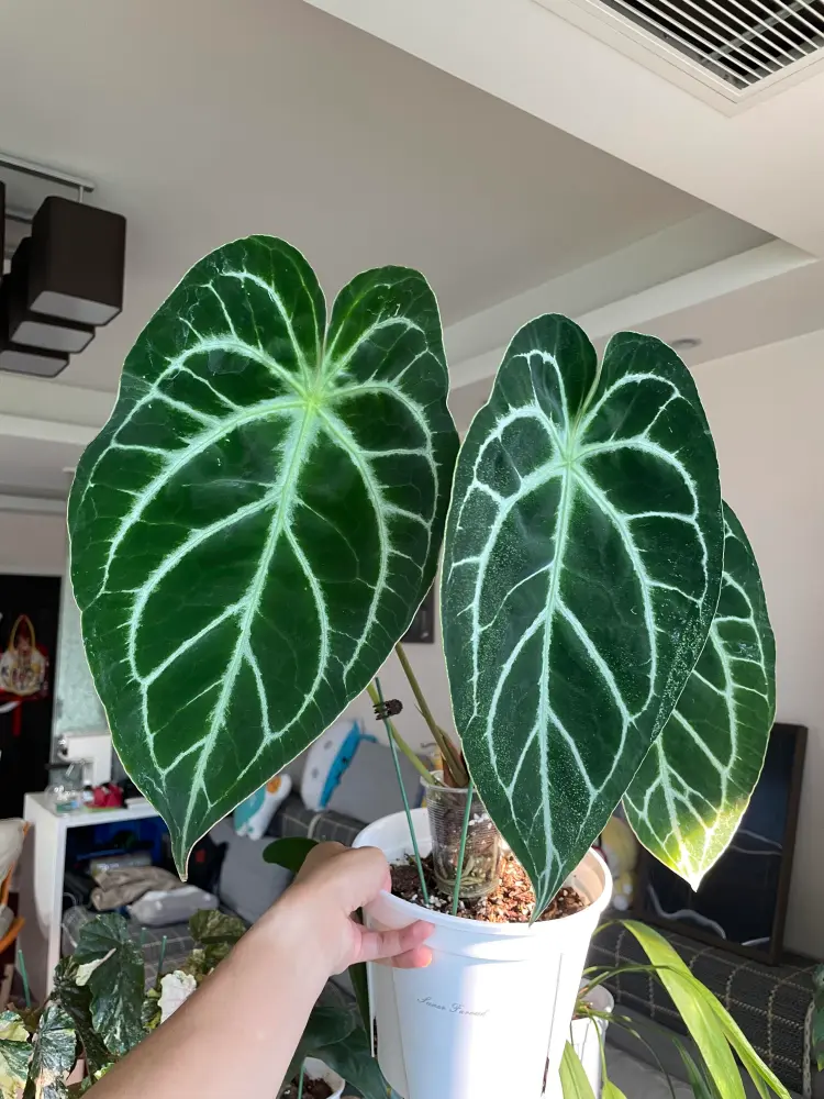Anthurium crystallinum with large dark leaves and strong white vein contrast indoors