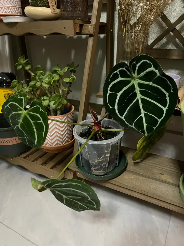 Anthurium with drooping leaves despite regular watering and an intact-looking setup