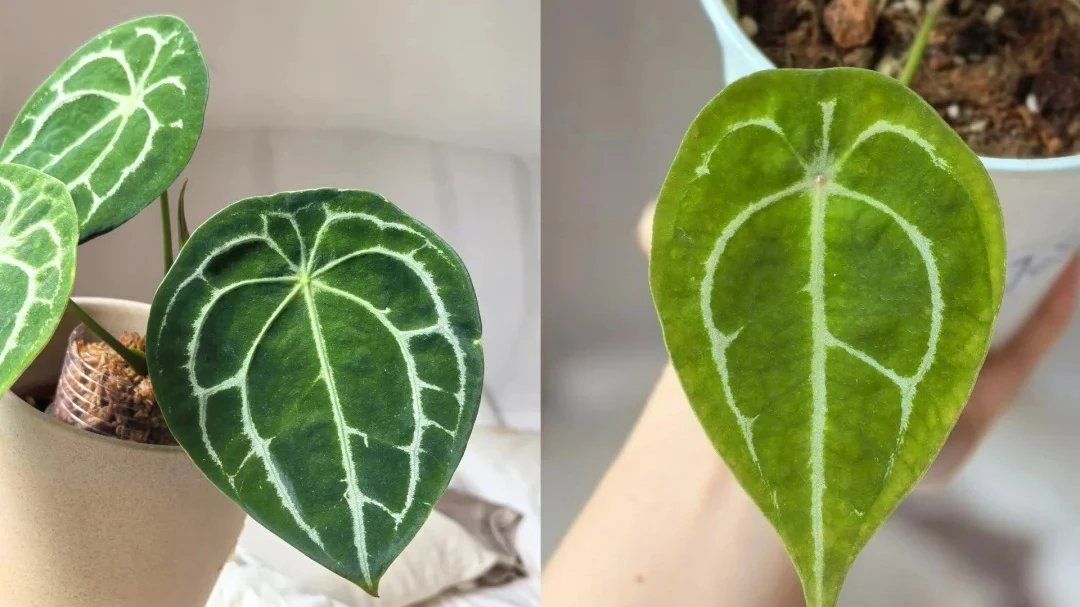 Anthurium forgetii Care: Why This Shield-Leaf Anthurium Is More Rewarding Than It Looks