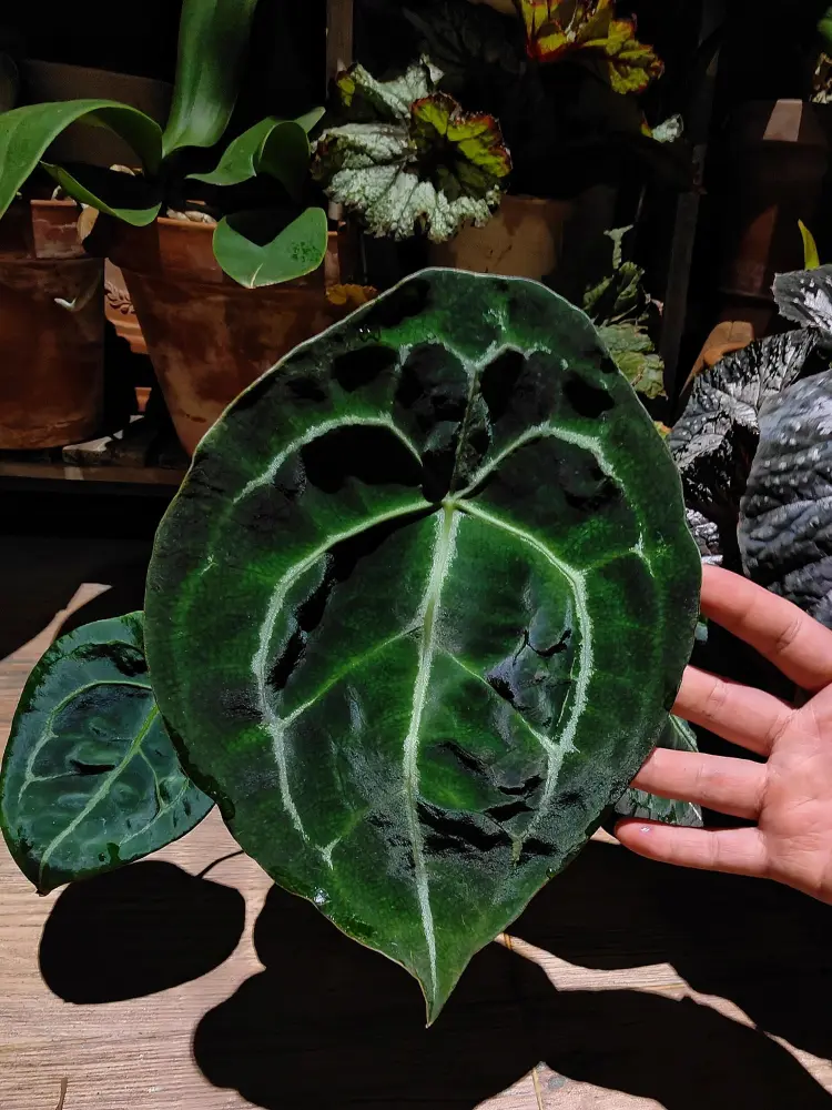 Mature Anthurium forgetii leaf with visible scars and blemishes from earlier damage