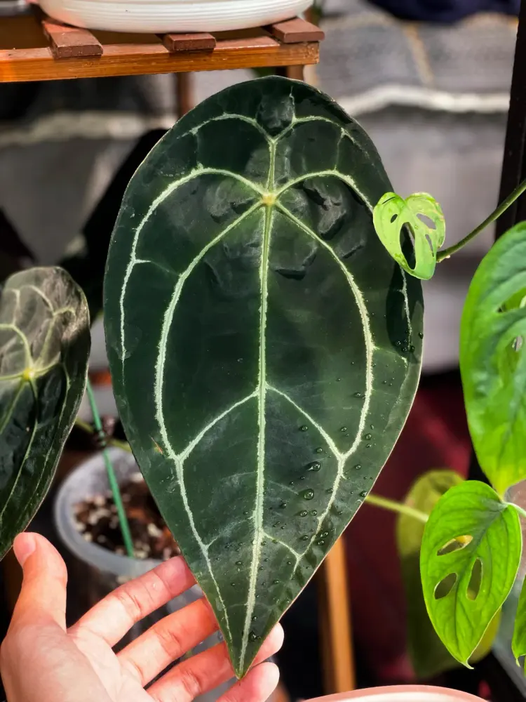 Anthurium forgetii leaf with a closed sinus and balanced mature shape under indoor light