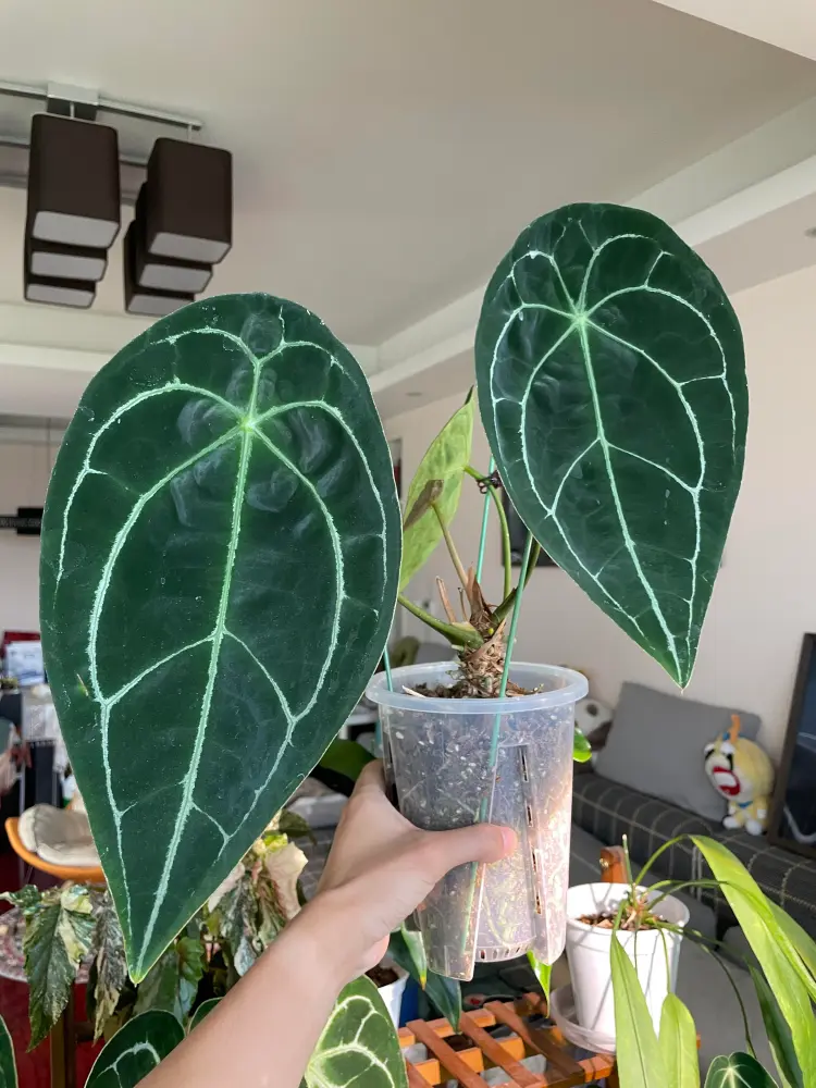 Anthurium forgetii with a closed sinus and dark velvety leaves growing indoors in a clear pot