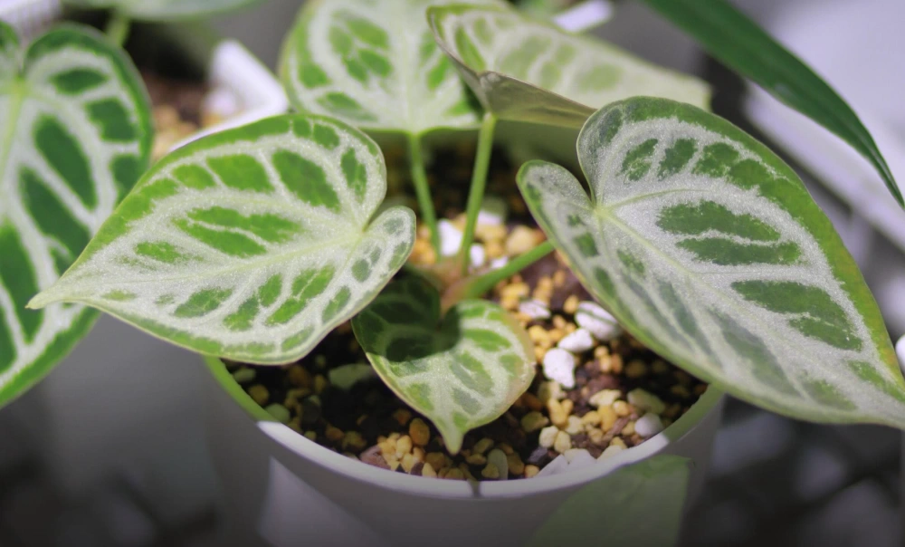 Small Anthurium planted in a chunky potting mix with better airflow around the roots