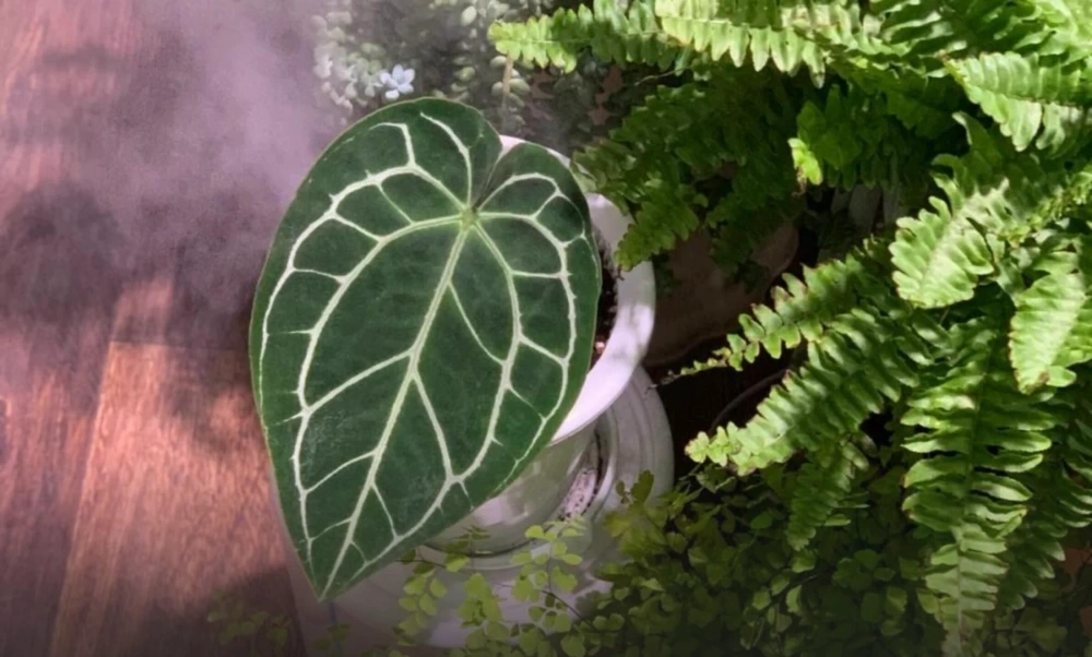 Healthy Anthurium in bright indoor light where drying speed and watering rhythm can vary