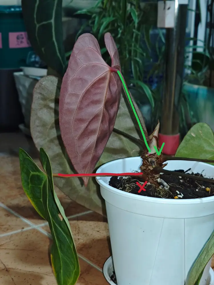 Anthurium leaning to one side because of growth habit and light direction