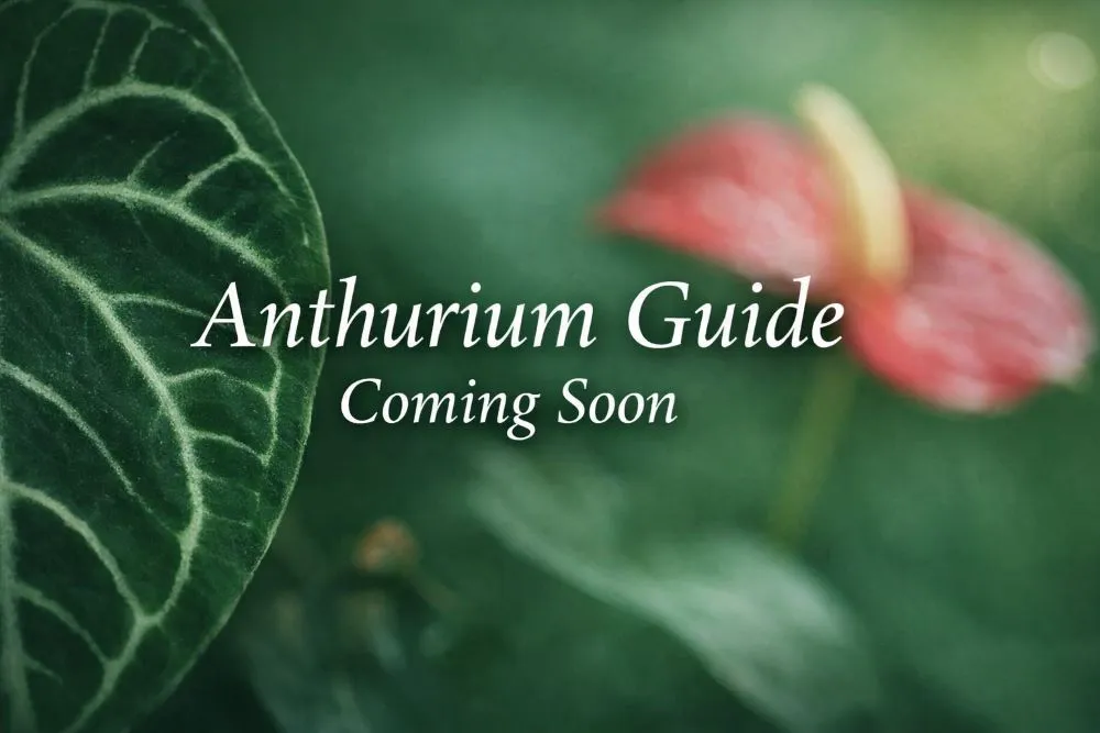 Anthurium guide coming soon