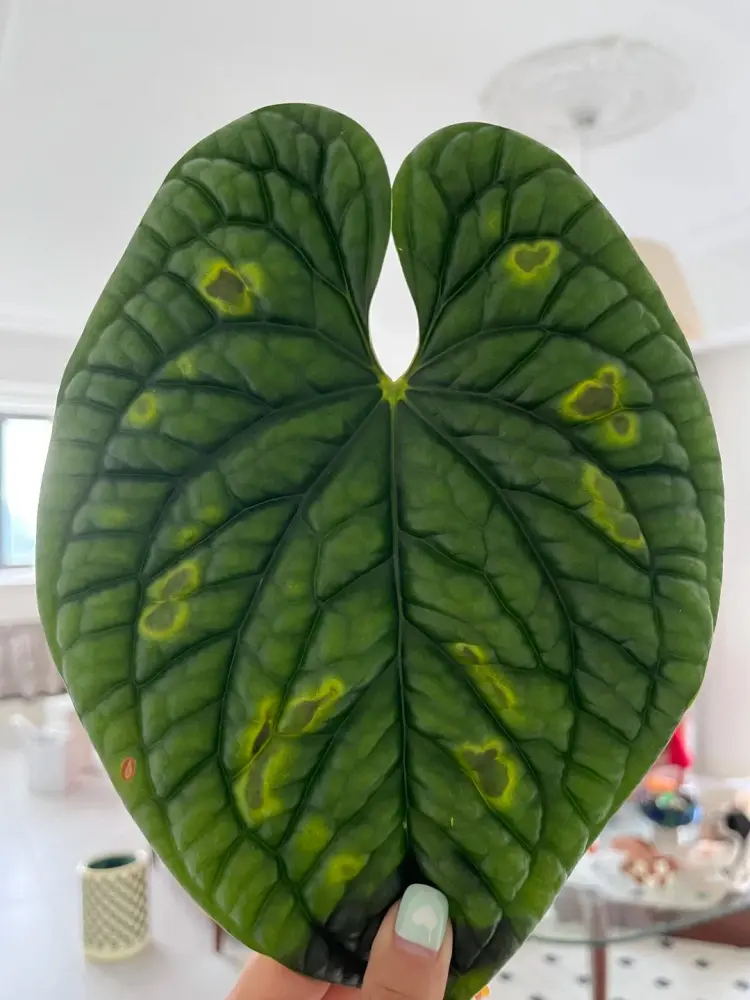 Anthurium leaf lesions with yellow halos after extreme heat 1