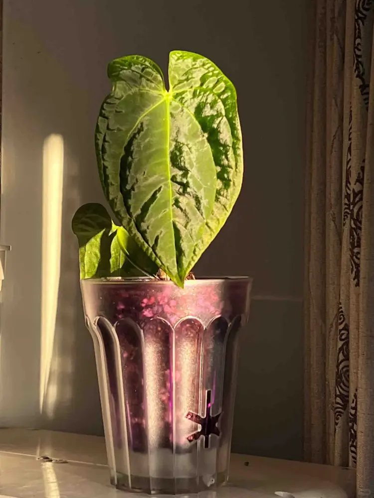 Anthurium in a clear pot with strong direct sunlight hitting the leaf and casting bright highlights