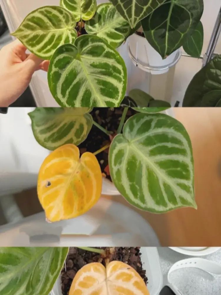 Anthurium leaves gradually turning yellow before root rot was discovered