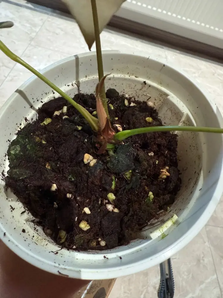 Top view of an Anthurium pot with dark moisture-heavy mix packed around the base of the plant