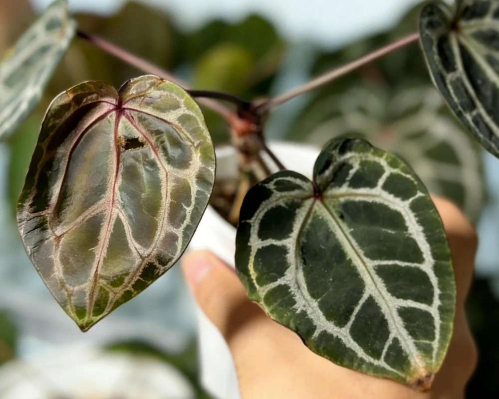 Anthurium with dull, stunted new growth before the roots showed obvious rot