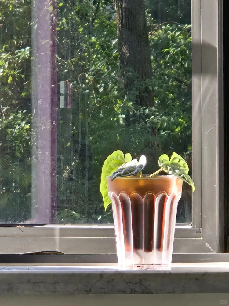 Small Anthurium in a clear pot sitting on a bright indoor windowsill with strong daylight nearby