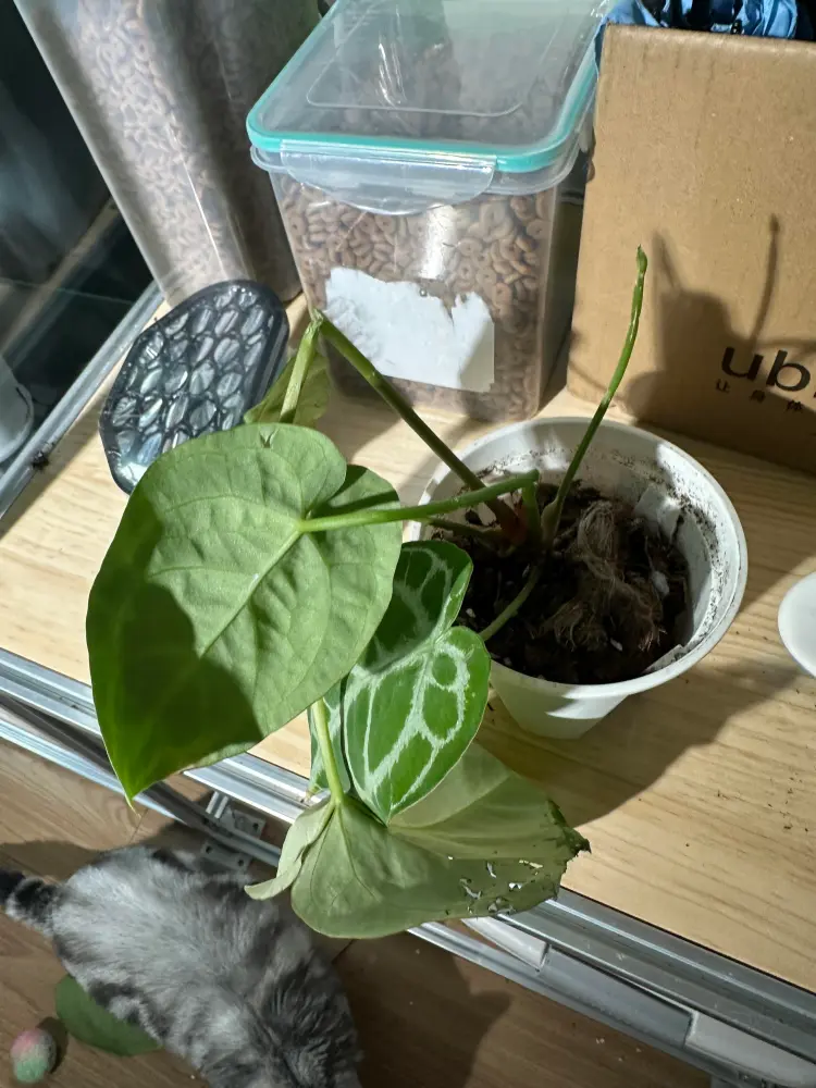 Potted Anthurium with damaged leaves and a cat visible nearby on the floor