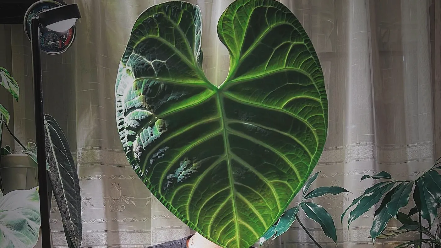 Anthurium regale Care: Why This Giant Velvet Anthurium Still Feels Special Indoors