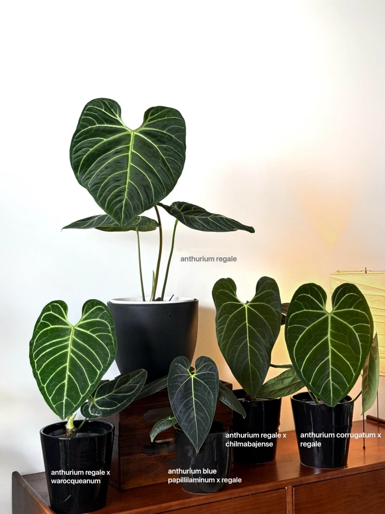 Anthurium regale displayed alongside several regale hybrids including regale x warocqueanum and corrugatum x regale