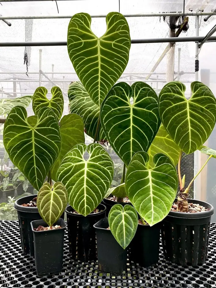 Multiple Anthurium regale plants in a greenhouse showing different leaf sizes from juvenile to mature