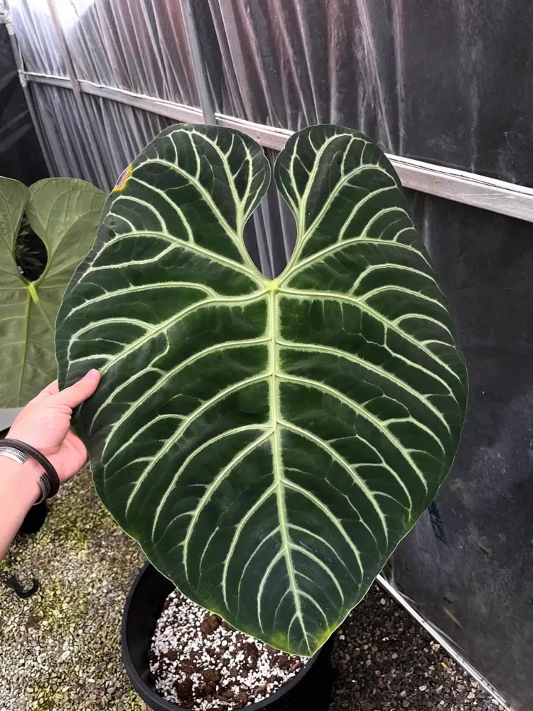 Anthurium regale stripes showing dense secondary venation across a large dark velvet leaf