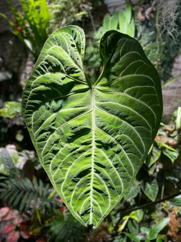 Mature Anthurium regale leaf with dense secondary venation and a more patterned surface