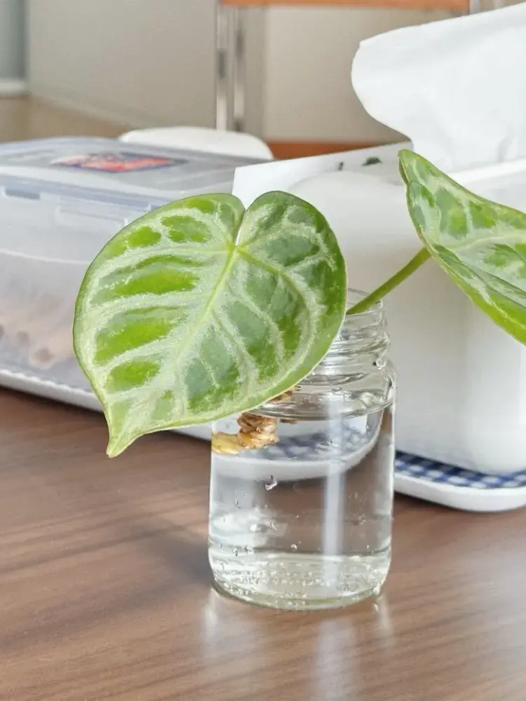 Anthurium cutting placed in water after rotten roots were trimmed away