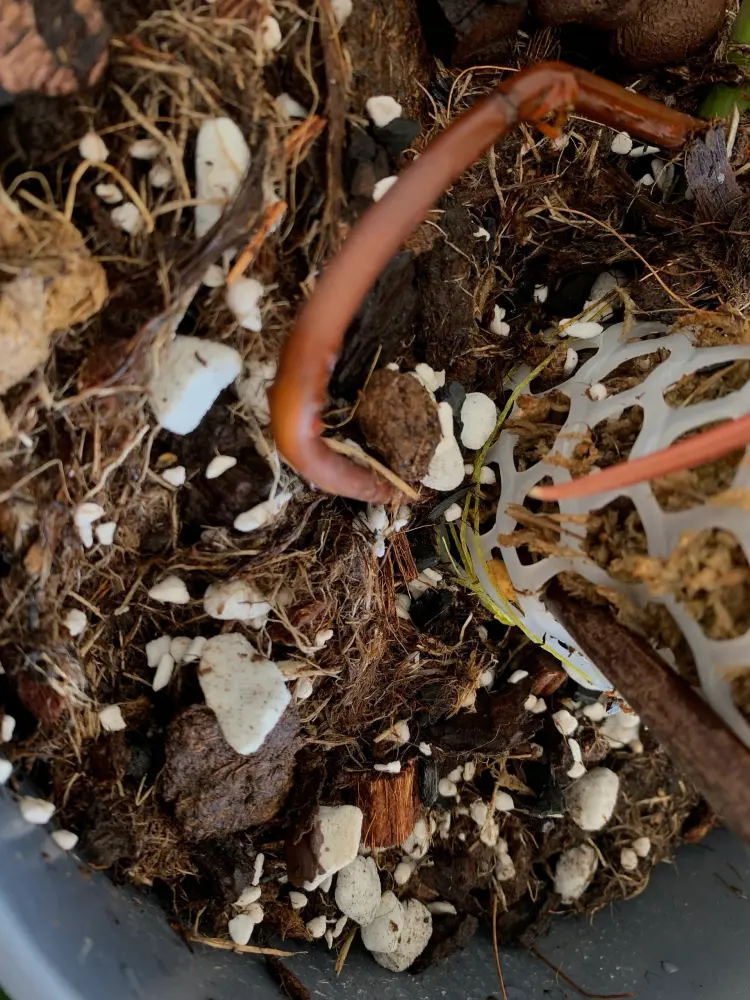 Close-up of Anthurium roots and stem base sitting in a simple chunky soil mix with bark, perlite, and organic material