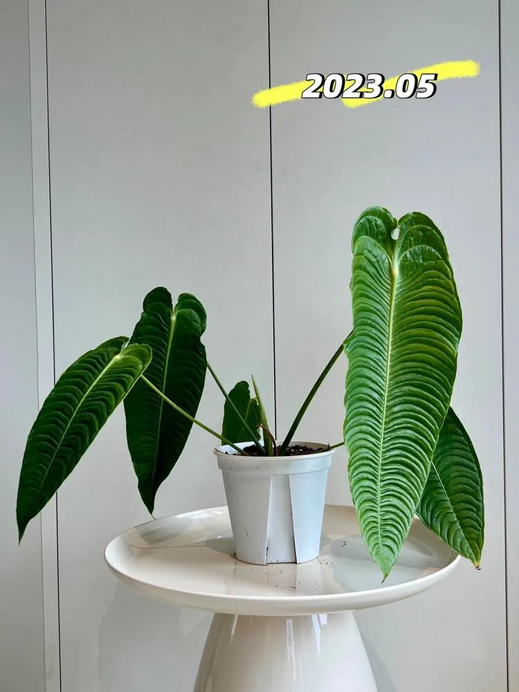 Anthurium veitchii with larger corrugated leaves around 50 cm long on a white round table