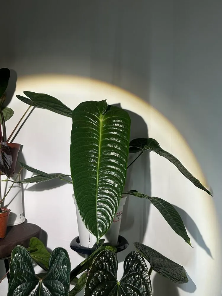 Large Anthurium veitchii leaf growing indoors in bright light near a white wall