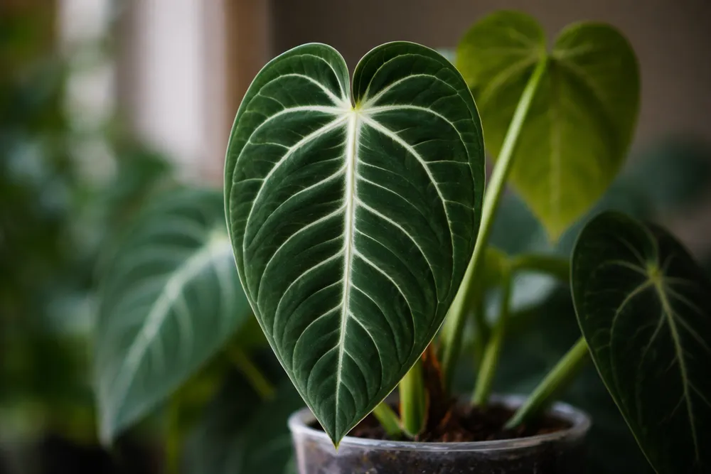 Anthurium villenaorum Care: Why This Polarizing Anthurium Grew on Me Over Time