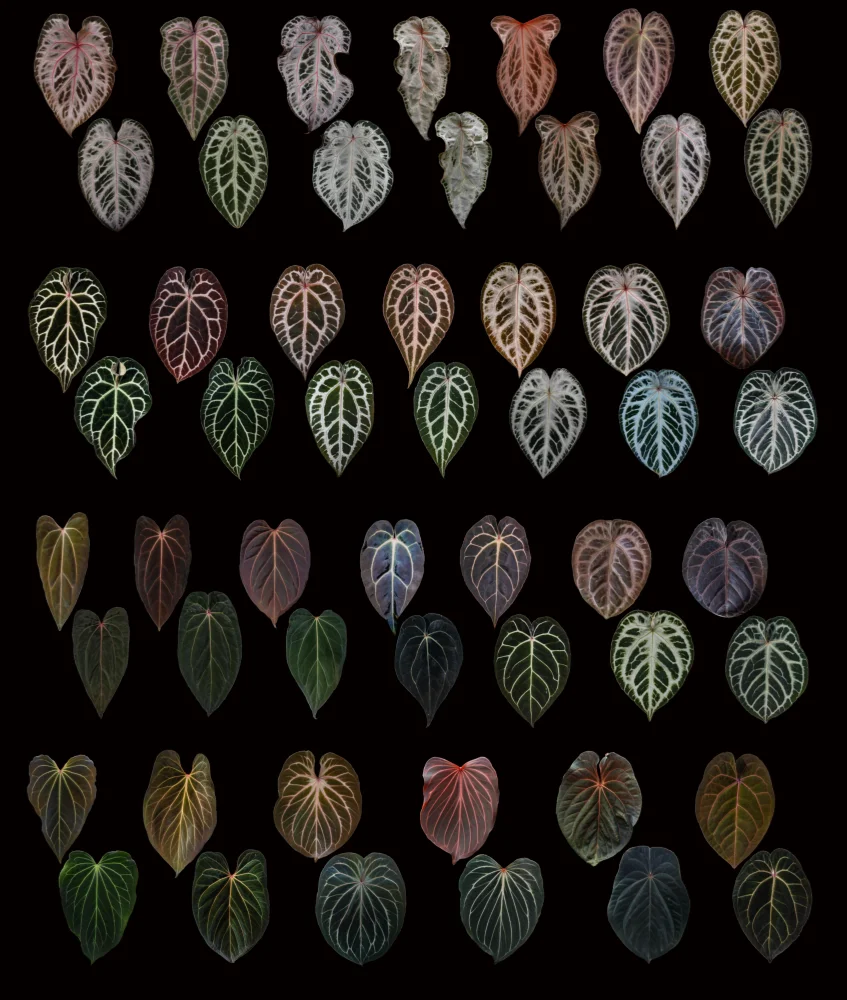 Anthuriums Varieties
