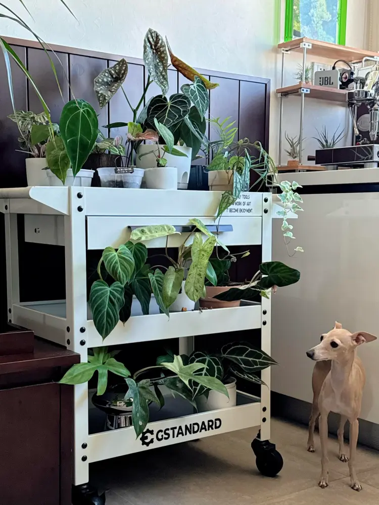 Small dog standing beside a rolling plant cart filled with anthuriums and other houseplants indoors