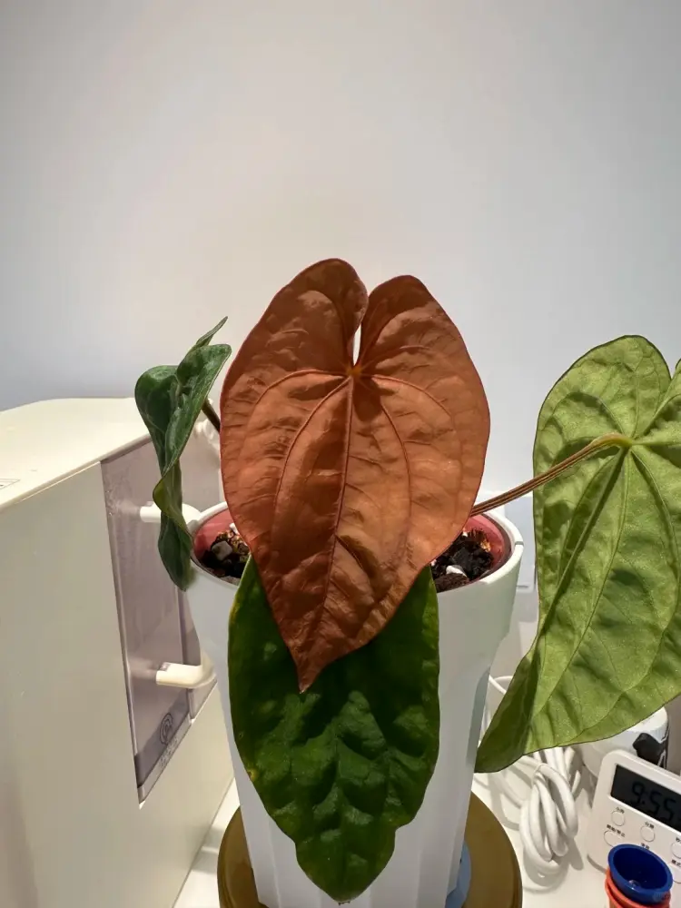 New Anthurium leaf emerging in a copper-brown color before turning green